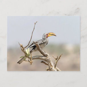 Yellow billed hornbill postcard