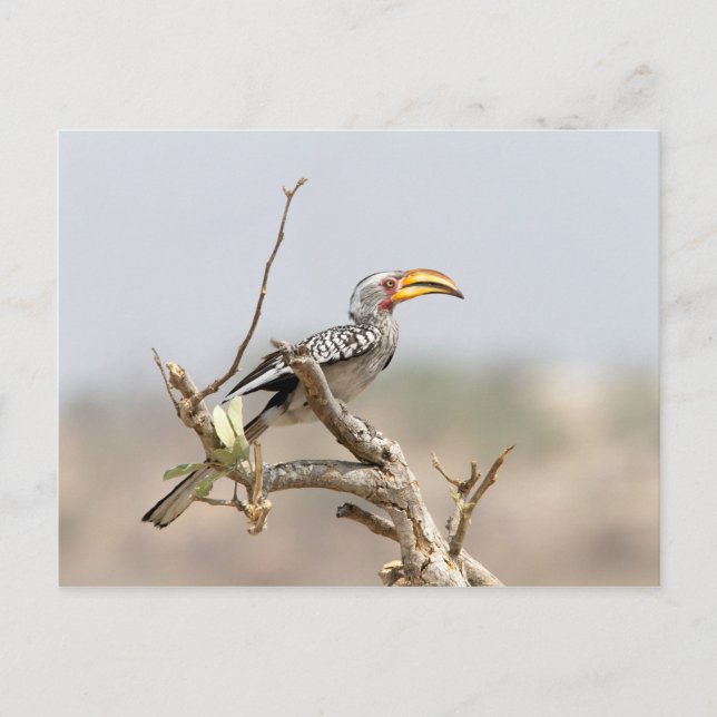 Yellow billed hornbill postcard (Front)