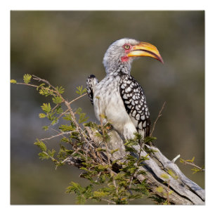 Yellow billed hornbill poster
