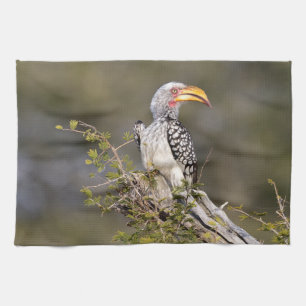 Yellow billed hornbill tea towel