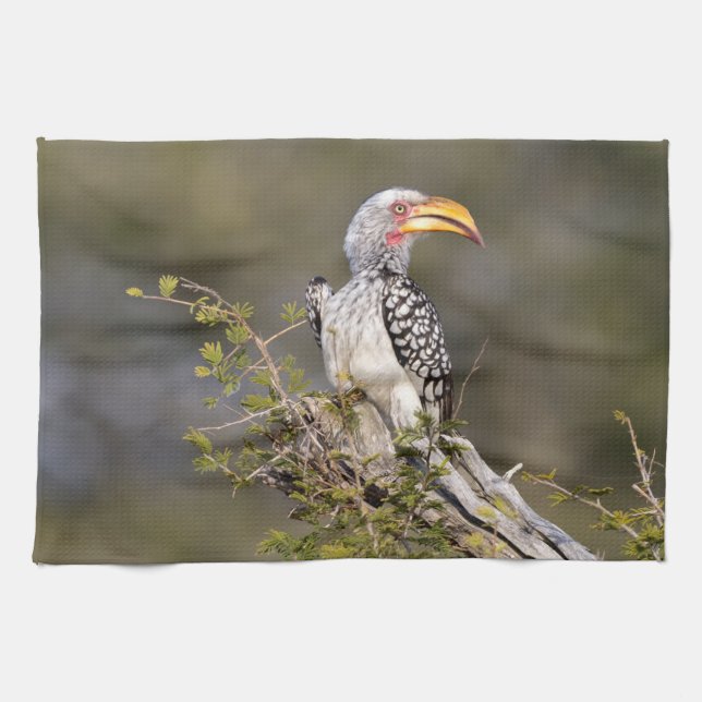 Yellow billed hornbill tea towel (Horizontal)