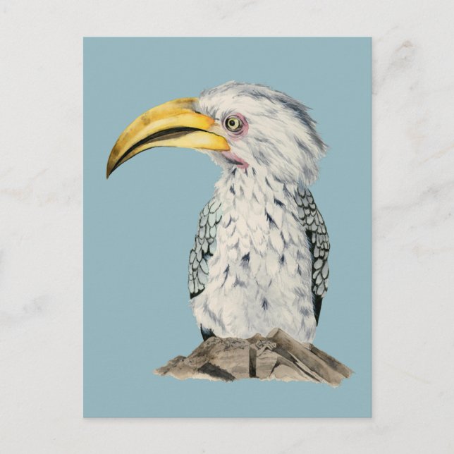 Yellow-Billed Hornbill Watercolor Painting Postcard (Front)