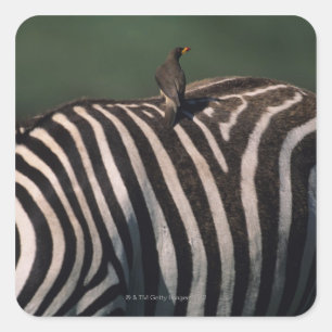 Yellow-billed oxpecker (Buphagus africanus) Square Sticker