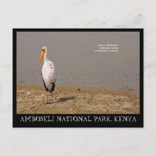 Yellow-billed Stork, Amboseli National Park, Kenya Postcard