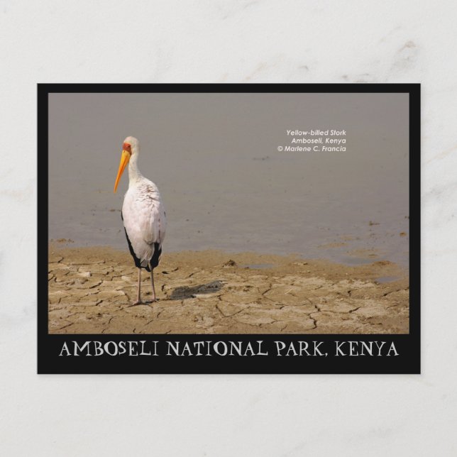 Yellow-billed Stork, Amboseli National Park, Kenya Postcard (Front)