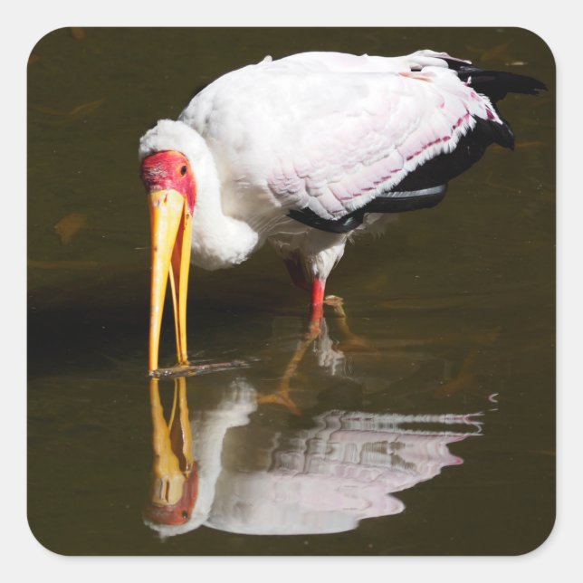 Yellow-billed stork walking in the water  square sticker (Front)