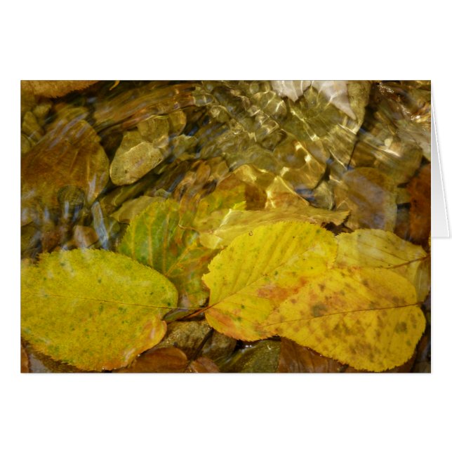 Yellow Birch Leaves in Stream (Front Horizontal)