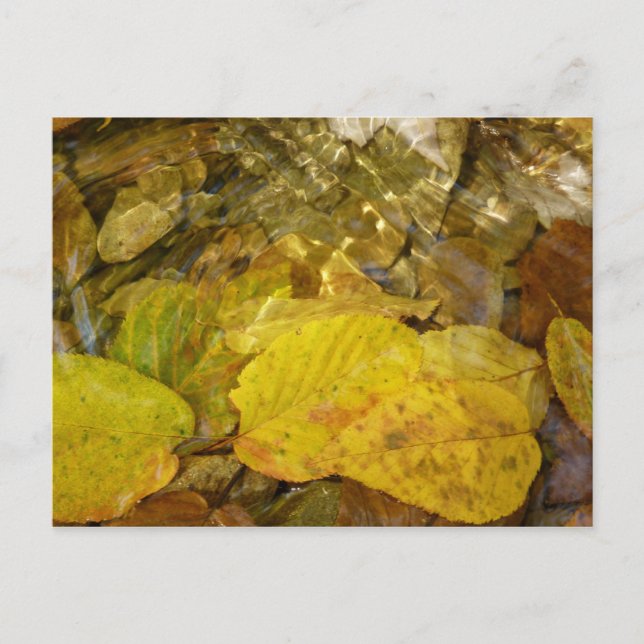 Yellow Birch Leaves in Stream Postcard (Front)