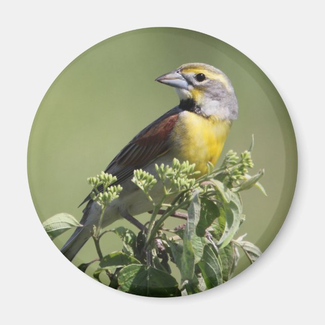 Yellow Bird Magnet (Front)