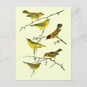 Yellow birds postcard