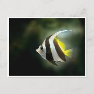 Yellow Black and White Angelfish Postcard