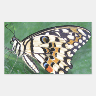 Yellow Black and White Butterfly on Leaf Rectangular Sticker