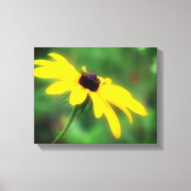 Yellow Black Eyed Susan Flower Canvas Print (Front)