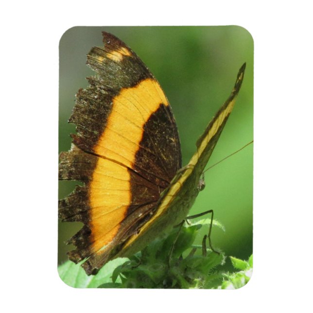 Yellow & Black Tropical Butterfly Magnet (Vertical)