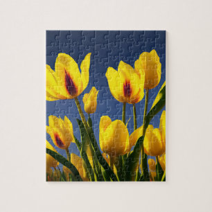 Yellow Blooming Tulips, Jigsaw Puzzle