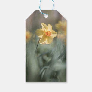 Yellow Blossom Daffodil Nature Photo Gift Tags