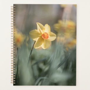 Yellow Blossom Daffodil Nature Photo Planner