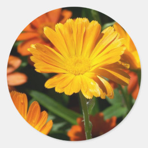 Yellow Blossoms Flowers Art Peace Love Destiny Classic Round Sticker