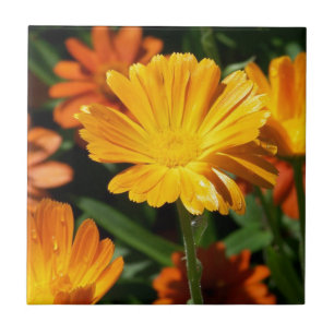 Yellow Blossoms Flowers Art Peace Love Destiny Tile