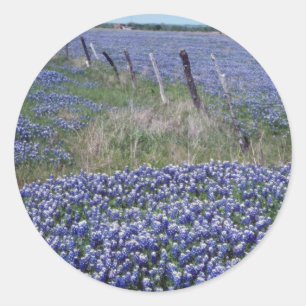 Yellow Blue bonnets flowers Classic Round Sticker