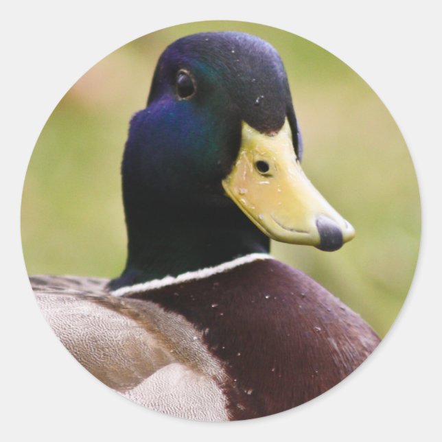 Yellow & Blue Duck Sticker (Front)