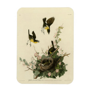 Yellow-breasted Chat - Audubon's Birds of America Magnet
