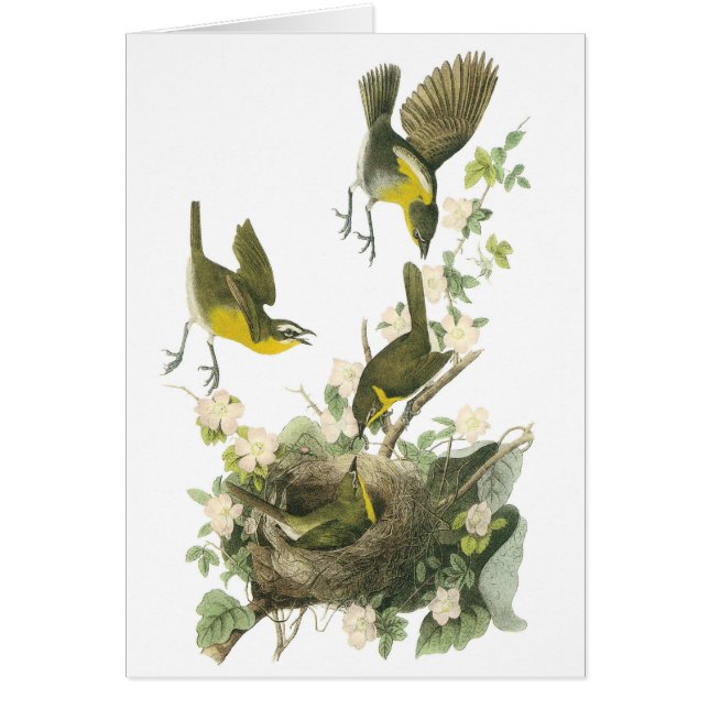 Yellow-breasted Chat by Audubon (Front)