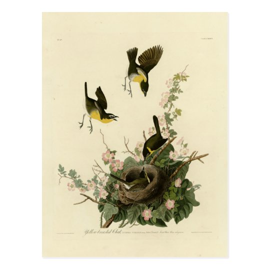 Yellow-breasted Chat Postcard