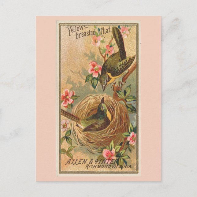 Yellow-breasted Chat Postcard (Front)