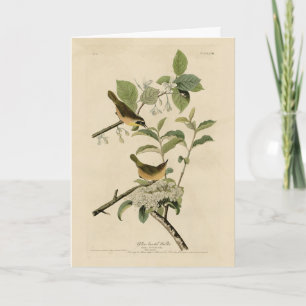 Yellow-breasted Warbler Audubon's Birds of America Card