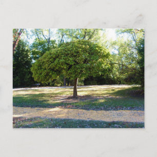 yellow brick road 2 Postcard