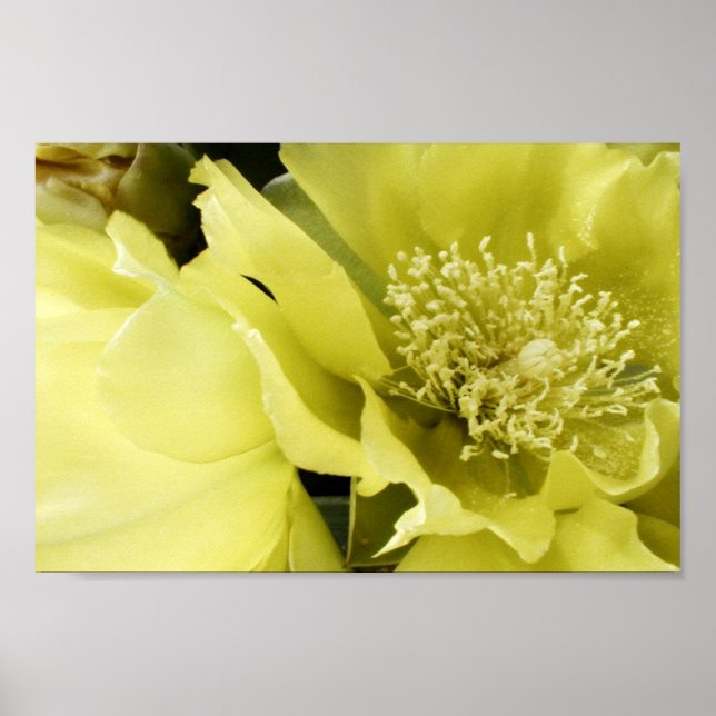 Yellow Brilliance Poster (Front)