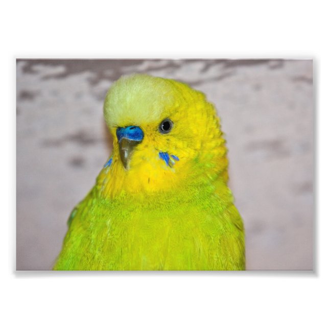 Yellow Budgie Print (Front)