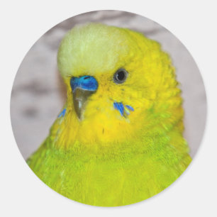 Yellow Budgie Sticker