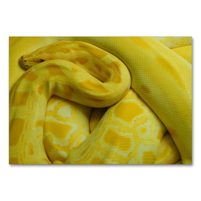 Yellow Burmese Python Table Number (Front)