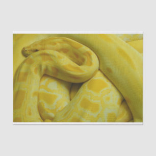Yellow Burmese Python Tissue Paper