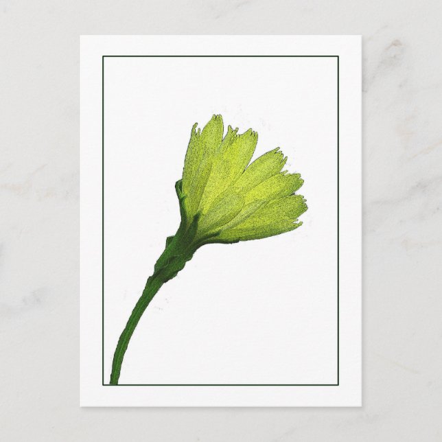 Yellow Buttercup Botanical Photo-sketch Postcard (Front)