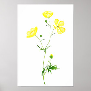 yellow buttercup flower watercolor poster