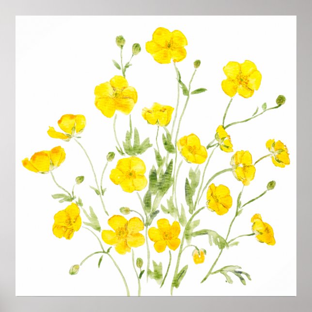 yellow buttercup flowers 2   watercolor  poster (Front)
