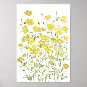 yellow buttercup flowers field watercolor poster