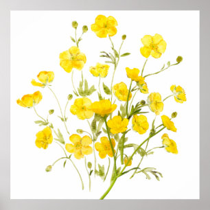 yellow buttercup flowers   watercolor  poster