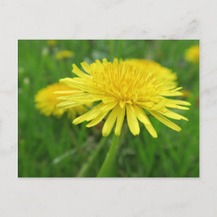 yellow, buttercup, plant, dandelion, meadow, postcard