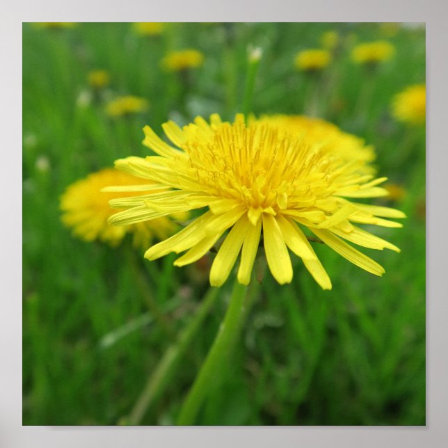 yellow, buttercup, plant, dandelion, meadow, poster (Front)