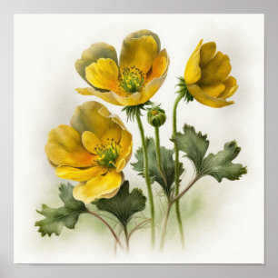 Yellow Buttercups Flower Art Print Poster