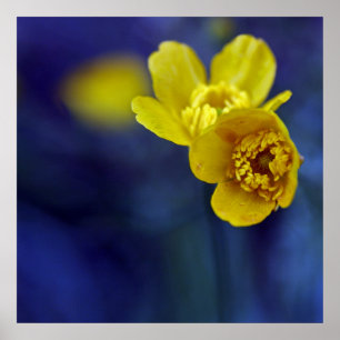 Yellow Buttercups Flower Macro on Blue Bacground Poster