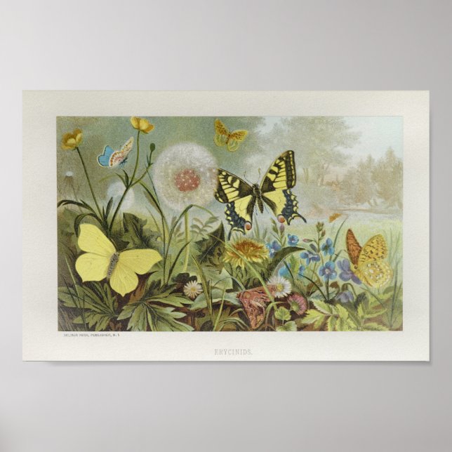 Yellow Butterflies on Flowers Vintage Art Print (Front)