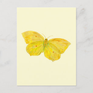 Yellow Butterfly Common Brimstone flying   Postcard
