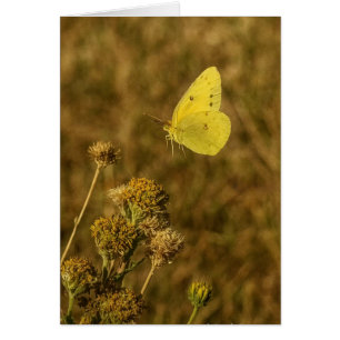 Yellow Butterfly Fall Flowers