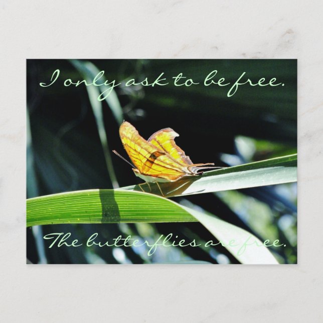 Yellow Butterfly in the Sun Postcard (Front)