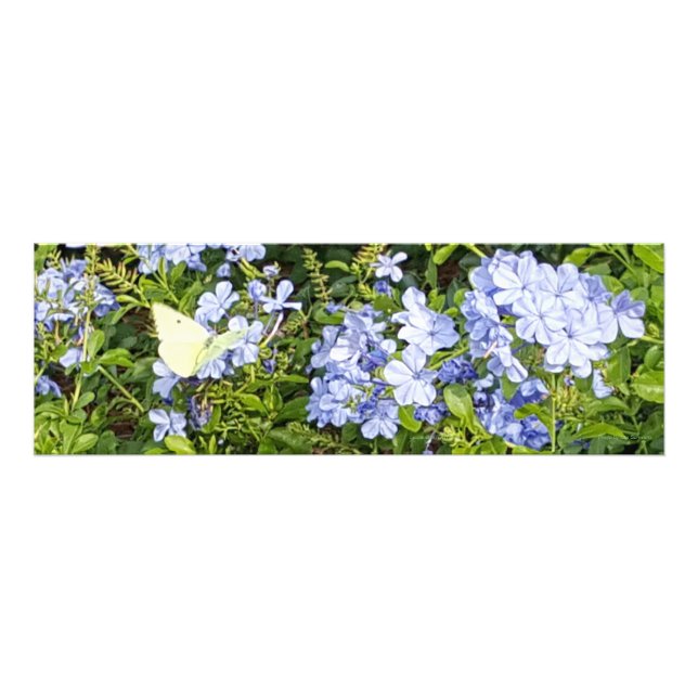 Yellow Butterfly Lavender Blue Plumbago Flowers Photo Print (Front)